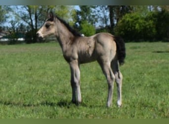 American Quarter Horse, Klacz, , 150 cm, Jelenia