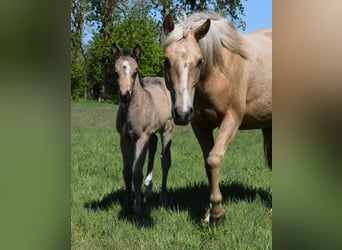 American Quarter Horse, Klacz, , 150 cm, Jelenia