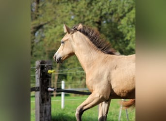 American Quarter Horse, Klacz, Źrebak (05/2024), 150 cm, Jelenia