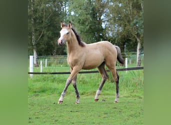 American Quarter Horse, Klacz, Źrebak (05/2024), 150 cm, Jelenia