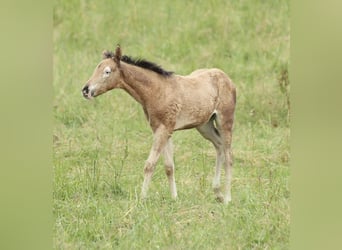 American Quarter Horse, Klacz, , 150 cm, Jelenia