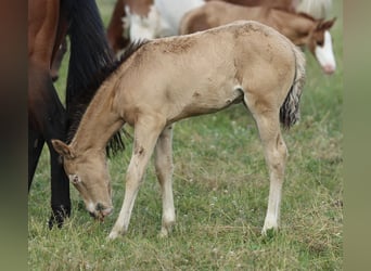 American Quarter Horse, Klacz, , 150 cm, Jelenia