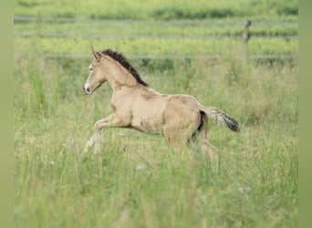 American Quarter Horse, Klacz, , 150 cm, Jelenia