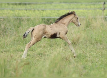American Quarter Horse, Klacz, , 150 cm, Jelenia