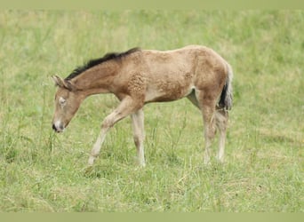American Quarter Horse, Klacz, , 150 cm, Jelenia