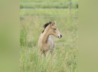 American Quarter Horse, Klacz, , 150 cm, Jelenia