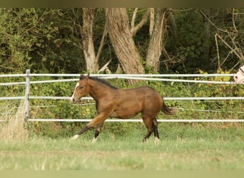 American Quarter Horse, Klacz, Źrebak (05/2026), 150 cm, Jelenia