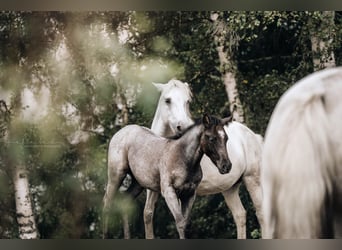 American Quarter Horse Mix, Klacz, Źrebak (05/2024), 150 cm, Karodereszowata