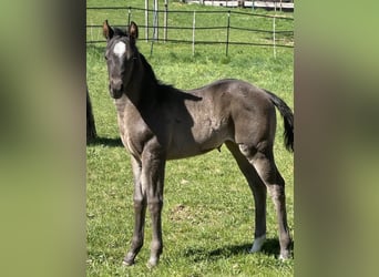 American Quarter Horse, Klacz, , 150 cm, Karodereszowata