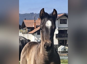 American Quarter Horse, Klacz, , 150 cm, Karodereszowata