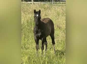 American Quarter Horse, Klacz, , 150 cm, Karodereszowata