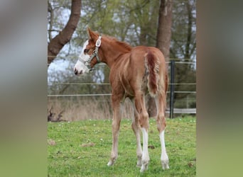 American Quarter Horse, Klacz, , 150 cm, Kasztanowata