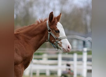American Quarter Horse, Klacz, , 150 cm, Kasztanowata