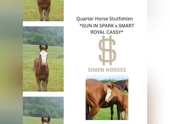 American Quarter Horse, Klacz, , 150 cm