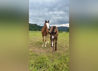 American Quarter Horse, Klacz, , 150 cm