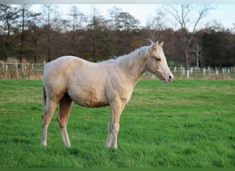 American Quarter Horse, Klacz, Źrebak (04/2025), 151 cm, Izabelowata