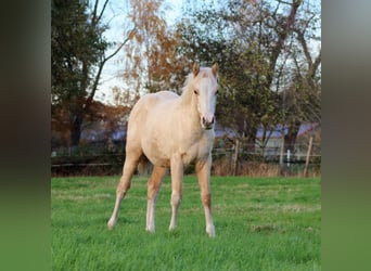 American Quarter Horse, Klacz, Źrebak (04/2025), 151 cm, Izabelowata