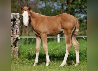 American Quarter Horse, Klacz, , 151 cm, Izabelowata