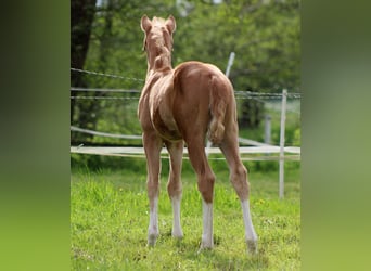 American Quarter Horse, Klacz, , 151 cm, Izabelowata
