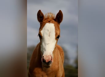 American Quarter Horse, Klacz, , 151 cm, Izabelowata