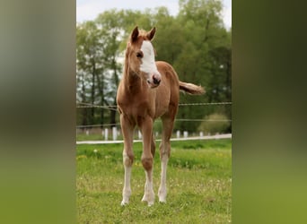 American Quarter Horse, Klacz, , 151 cm, Izabelowata