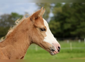 American Quarter Horse, Klacz, , 151 cm, Izabelowata