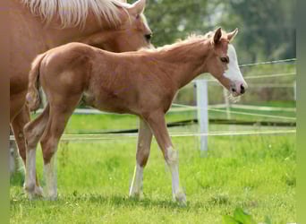 American Quarter Horse, Klacz, , 151 cm, Izabelowata