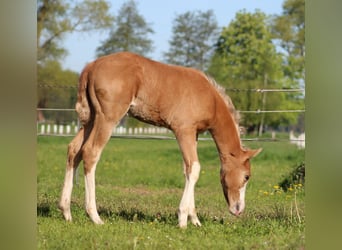 American Quarter Horse, Klacz, , 151 cm, Izabelowata