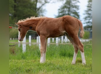 American Quarter Horse, Klacz, , 151 cm, Izabelowata