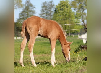 American Quarter Horse, Klacz, , 151 cm, Izabelowata