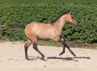 American Quarter Horse, Klacz, Źrebak (03/2026), 152 cm, Bułana