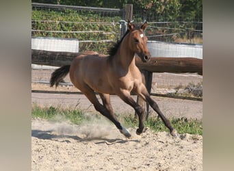 American Quarter Horse, Klacz, Źrebak (03/2026), 152 cm, Bułana