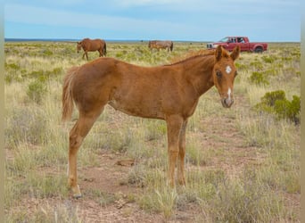 American Quarter Horse, Klacz, Źrebak (04/2024), 152 cm, Cisawa