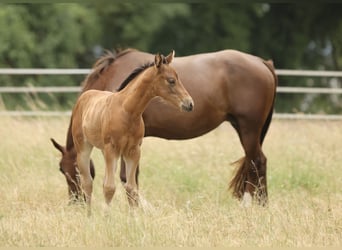 American Quarter Horse, Klacz, Źrebak (04/2026), 152 cm, Gniada