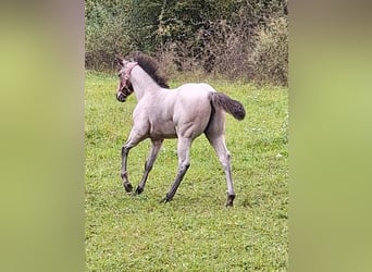 American Quarter Horse, Klacz, Źrebak (06/2024), 152 cm, Gniadodereszowata