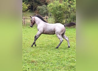 American Quarter Horse, Klacz, Źrebak (06/2024), 152 cm, Gniadodereszowata