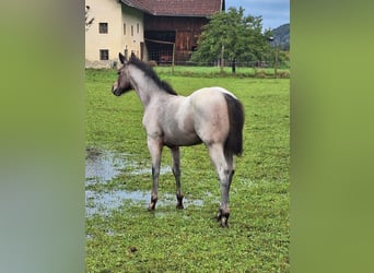 American Quarter Horse, Klacz, Źrebak (06/2024), 152 cm, Gniadodereszowata