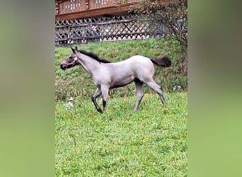 American Quarter Horse, Klacz, Źrebak (06/2024), 152 cm, Gniadodereszowata