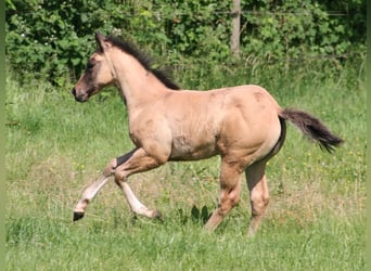 American Quarter Horse, Klacz, Źrebak (03/2026), 152 cm, Grullo