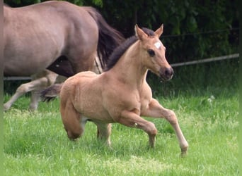 American Quarter Horse, Klacz, Źrebak (03/2026), 152 cm, Grullo