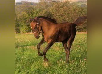 American Quarter Horse, Klacz, Źrebak (05/2025), 152 cm, Jelenia