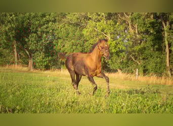American Quarter Horse, Klacz, Źrebak (05/2025), 152 cm, Jelenia