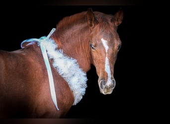 American Quarter Horse, Klacz, , 152 cm, Kasztanowata