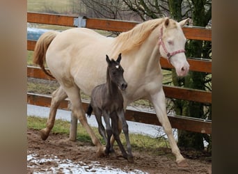 American Quarter Horse, Klacz, , 153 cm, Kara