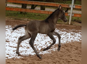 American Quarter Horse, Klacz, , 153 cm, Kara