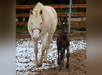 American Quarter Horse, Klacz, , 153 cm, Kara