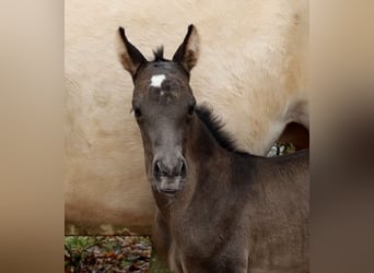 American Quarter Horse, Klacz, , 153 cm, Kara