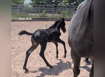 American Quarter Horse, Klacz, Źrebak (05/2023), 153 cm, Karodereszowata