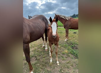 American Quarter Horse, Klacz, , 153 cm, Kasztanowata