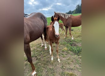 American Quarter Horse, Klacz, , 153 cm, Kasztanowata